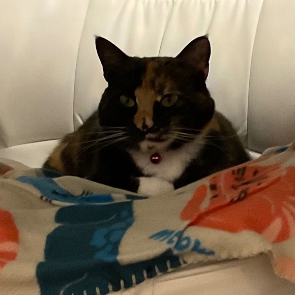 mzmeowzzz